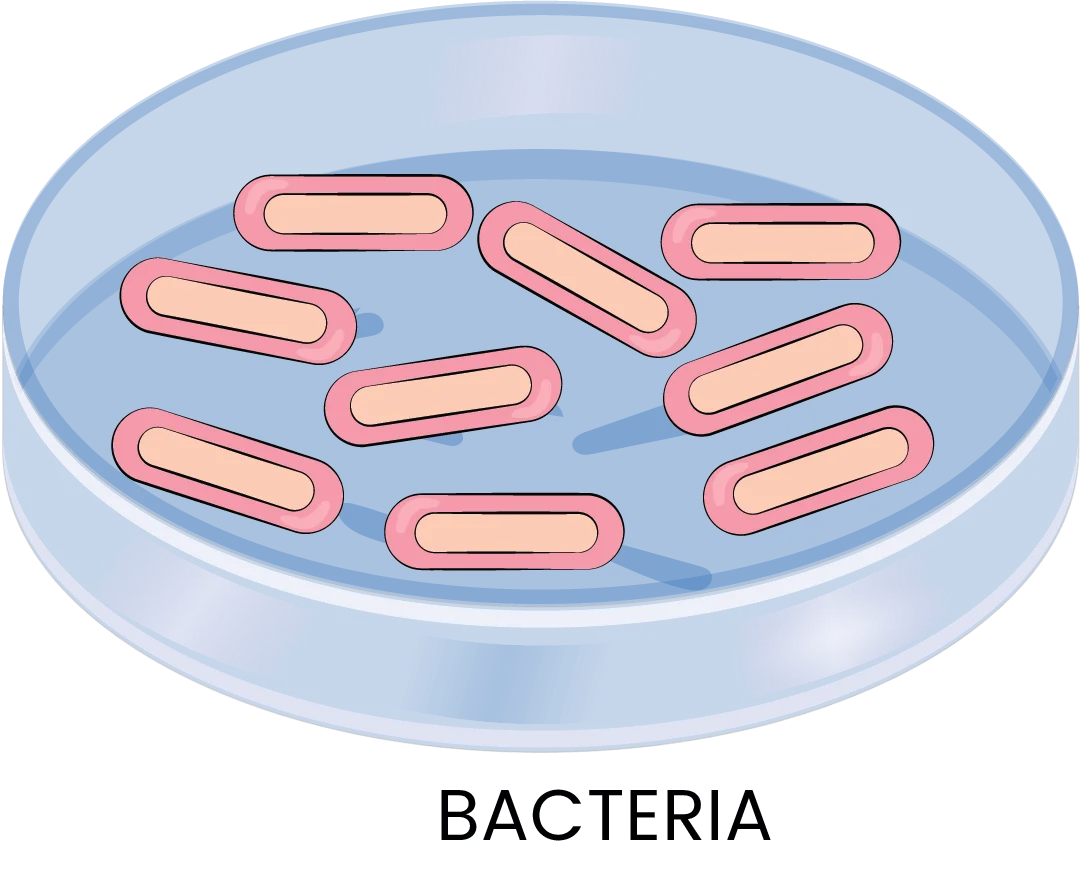 bacteria